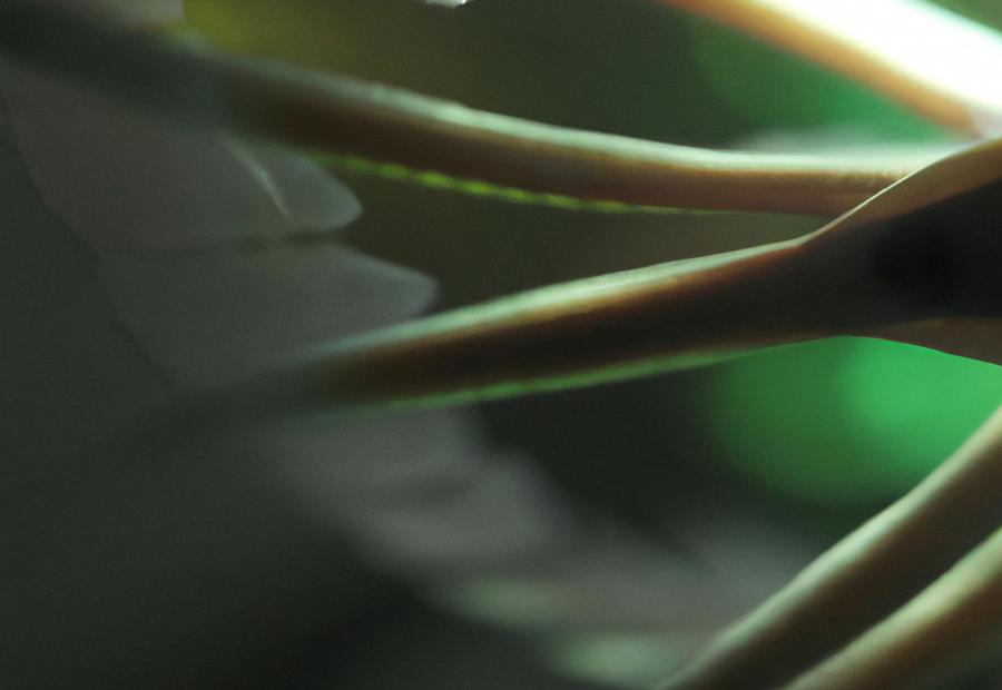 What Are Gourami Tentacles? - What Are gourami tentacles for 