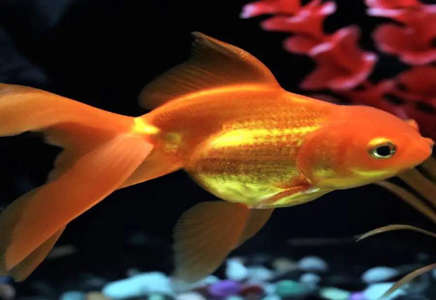 What Should You Do if You Have a Pregnant Goldfish? - Which Is a pregnant goldfIsh called 