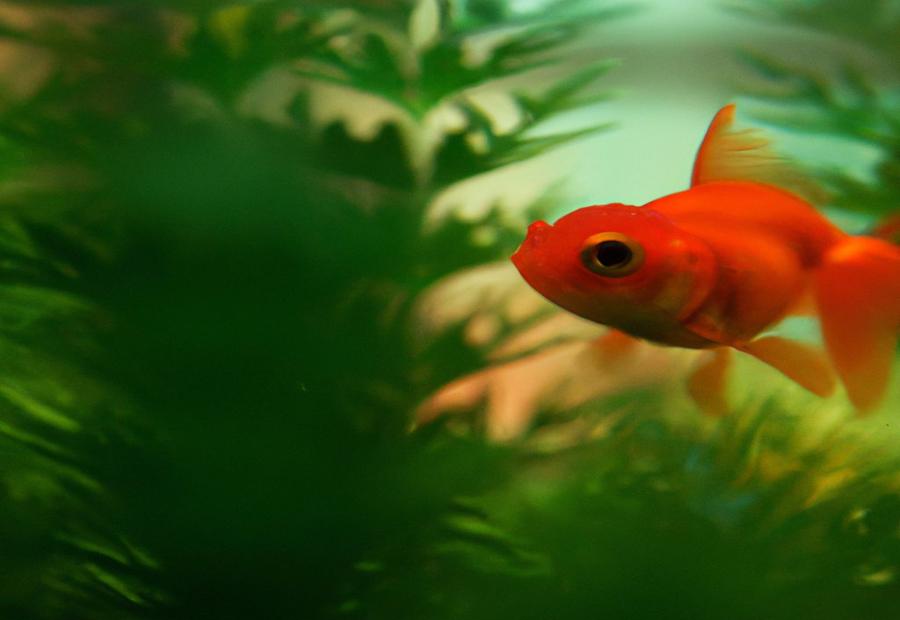 Factors Contributing to Fat Goldfish - Why Are goldfIsh fat 