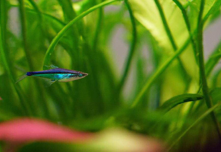 Reasons for Not Finding Your Neon Tetra - Why Can