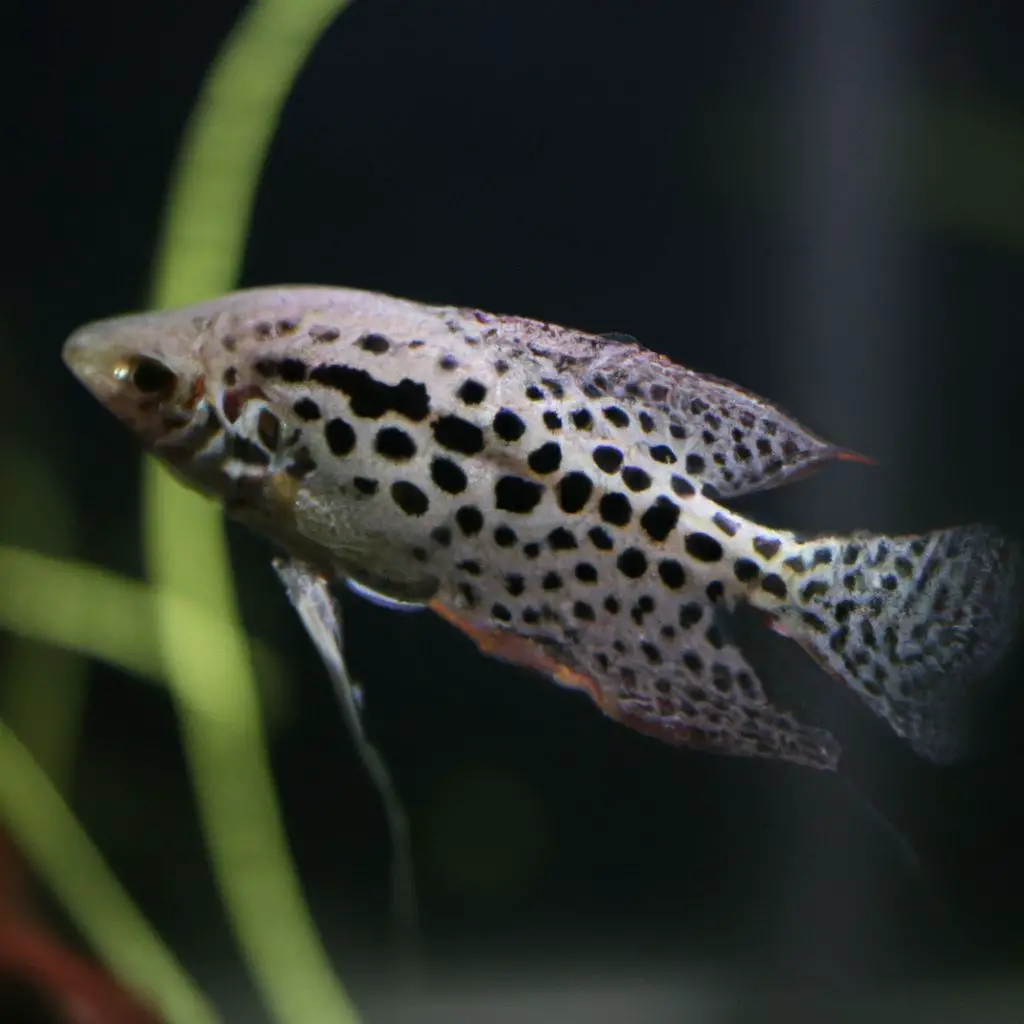 Why Does my gourami have black spots