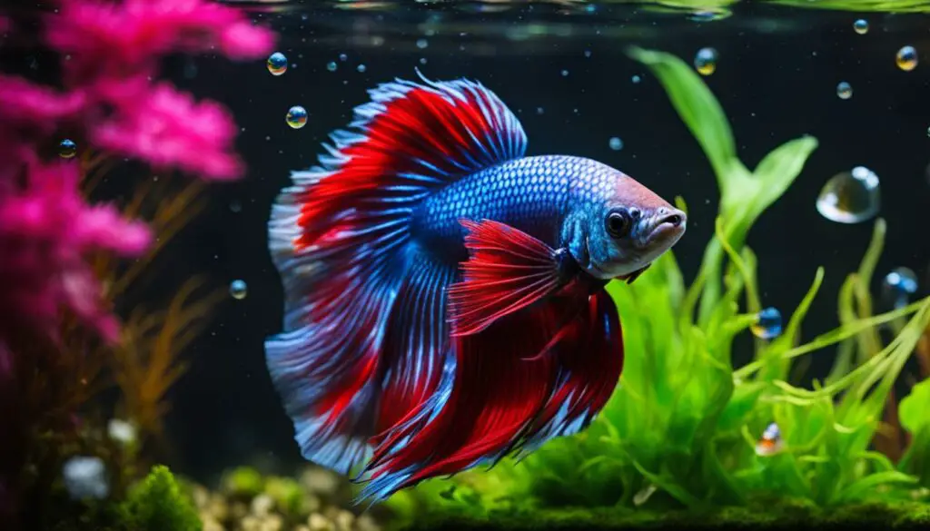 Your Guide on How to Treat Betta Fish Swim Bladder
