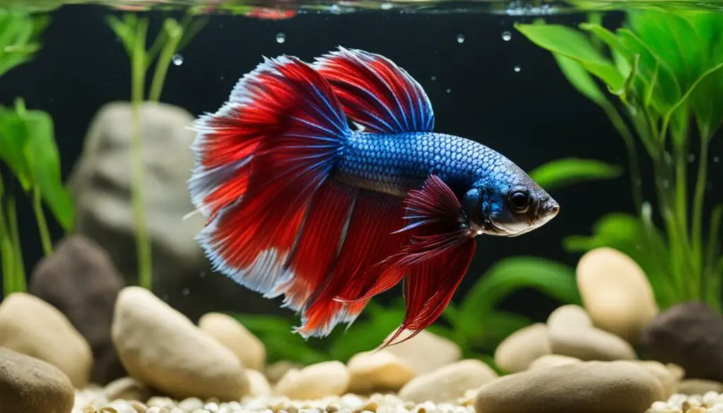 natural remedies for cloudy eye in betta fish