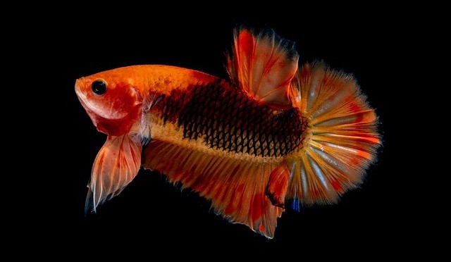 female betta fish