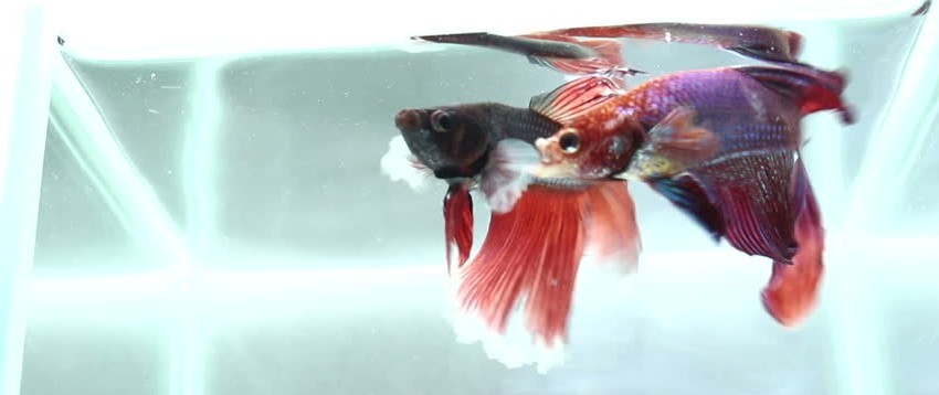 male betta fish fighting each other