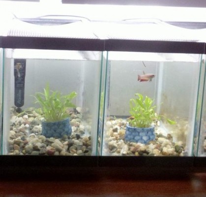 betta fish tank with divider