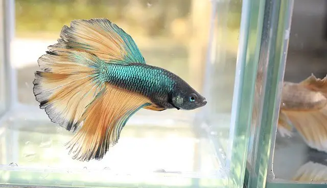 beautiful male betta fish