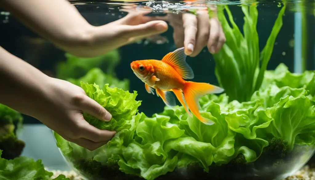 safety of feeding lettuce to goldfish