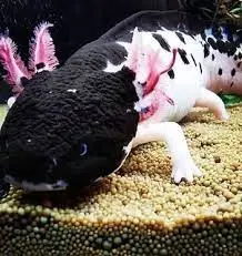 Piebald Axolotl Overview, Care, Lifespan, Diet & More - FIA