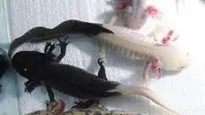 there exists a weird practice called "firefly axolotl" where a axolotl's  tail is cutted and it is put in another axolotl of different color.i would  like to know what you guys think