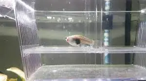 Pregnant Guppy and her baby in a breeding box - YouTube