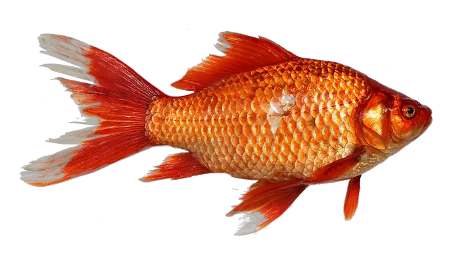 goldfish, carp, fish