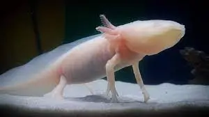 My white albino axolotl, Storm. | Caudata.org: Newts and Salamanders Portal