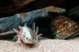 Different Types Of Axolotls - Axolotl Morphs / Colors / Colours