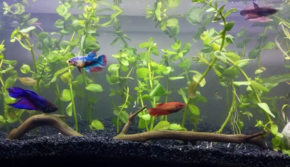 betta fish tank