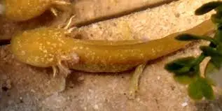 High-Iridophore Golden Albinos We've... - Strohl's Herptiles | Facebook