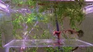 Pregnant Guppy in Breeder Box #pregnantguppy #breederbox - YouTube
