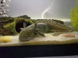 Question: - Why is my wild type axolotl losing his colour? | Caudata.org:  Newts and Salamanders Portal