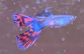Guppy copped a nip too much and tail split, how long for healing? : r/Aquariums
