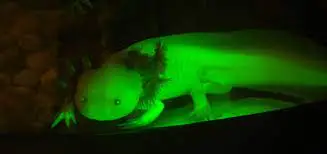 Marc Zimmer on Twitter: "Any ideas why my GFP axolotls negatively react  (move away) from blue light (even when it is shone on their tail), while  the wild type axolotls seem unperturbed