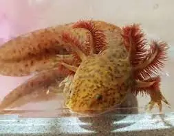 16 Axolotl Color Variations with Pictures + Genetics Explained! - Care  Guides For Pet Lizards