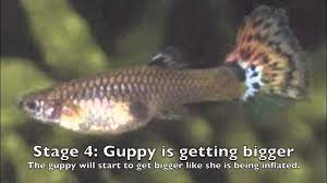 How to tell if a Guppy is pregnant. | Guppy fish, Guppy, Tropical fish aquarium