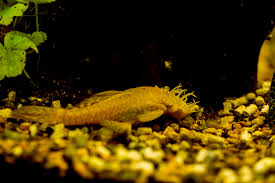 Bristlenose Pleco: Care, Maintenance and Breeding Tips
