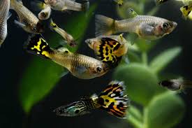59 Pregnant Guppy Fish Stock Photos, Pictures & Royalty-Free Images - iStock
