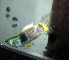 15 Most Common Guppy Diseases, Parasites, and Treatment | AquariumFish City