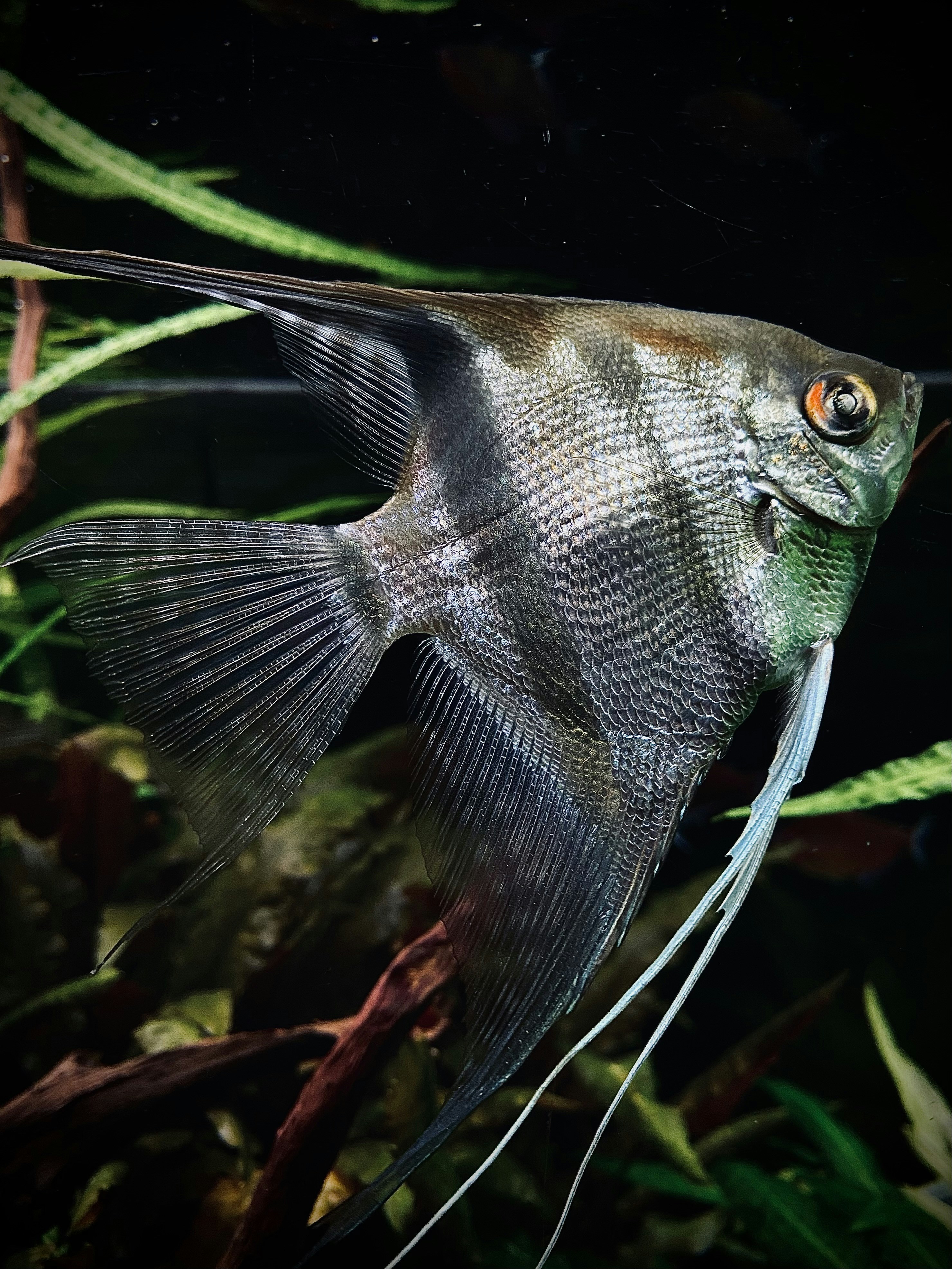 grey fish in close up photography